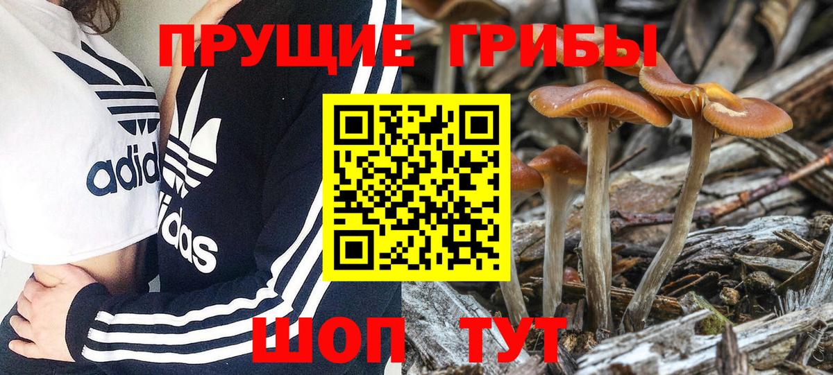 Галлюциногенные грибы Psilocybine cubensis Шахты